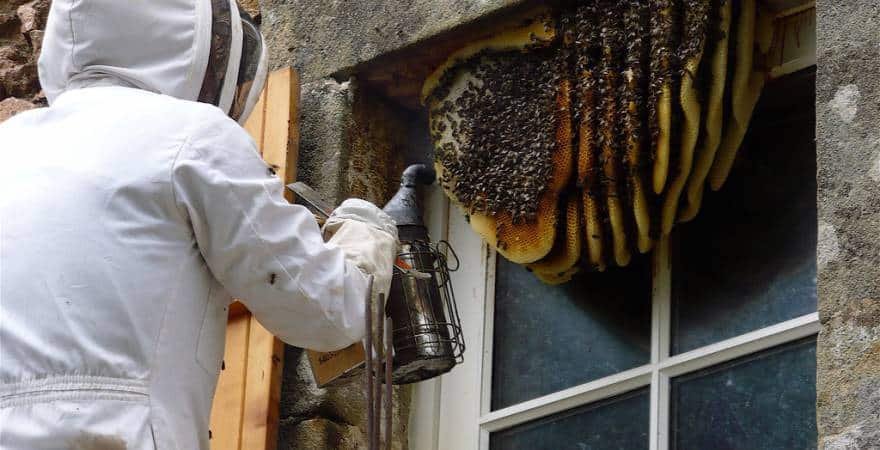 Commercial Wasp Removal